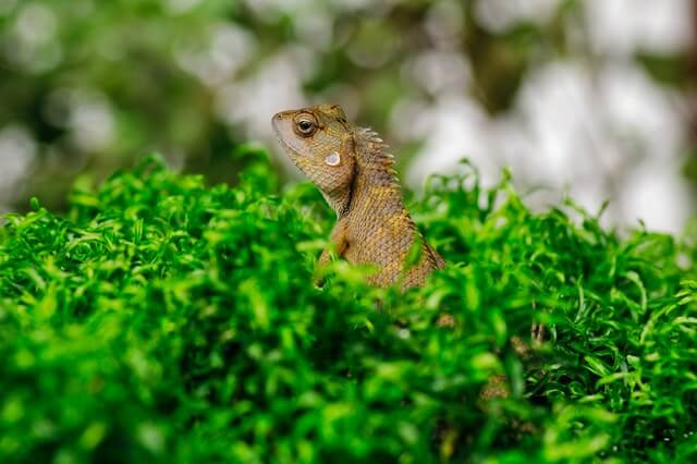 Lizard crawling through bush