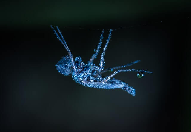 SEO spider crawling