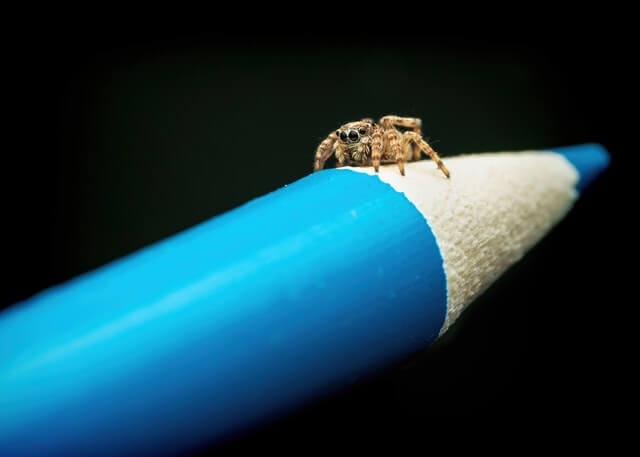 SEO Spider crawling