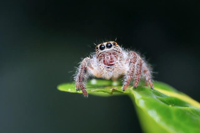 SEO spider crawling on leaf