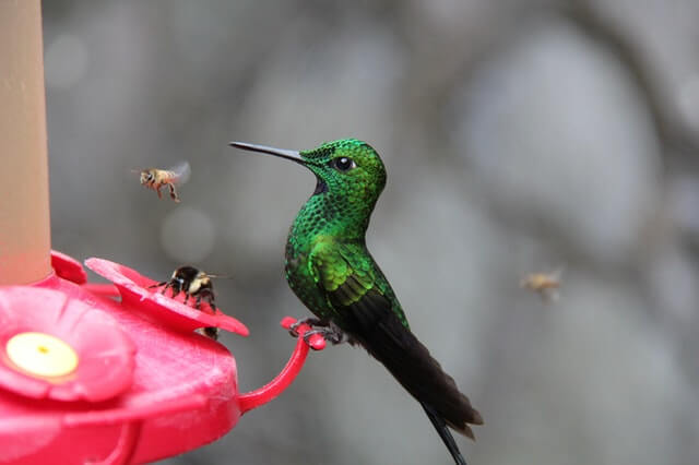 Hummingbird and bees listening to each other