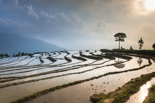 marketing strategy rice fields