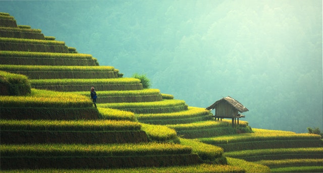 marketing strategy rice fields